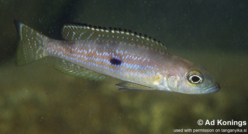 Lepidiolamprologus pleuromaculatus 'Makombe'